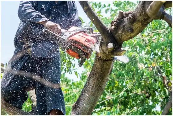 tree services Linton Hall